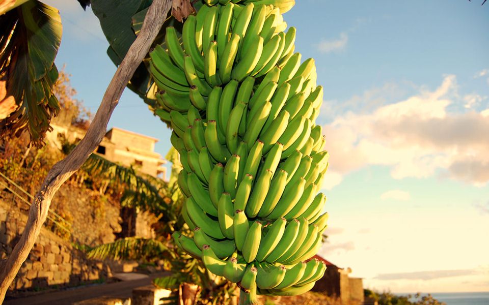 Plantacao De Bananas Madeira