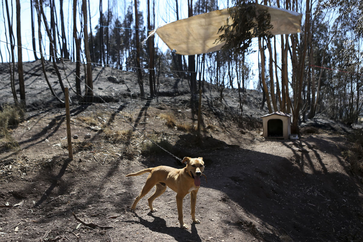 Resultado de imagem para incêndios em portugal 2017 cães