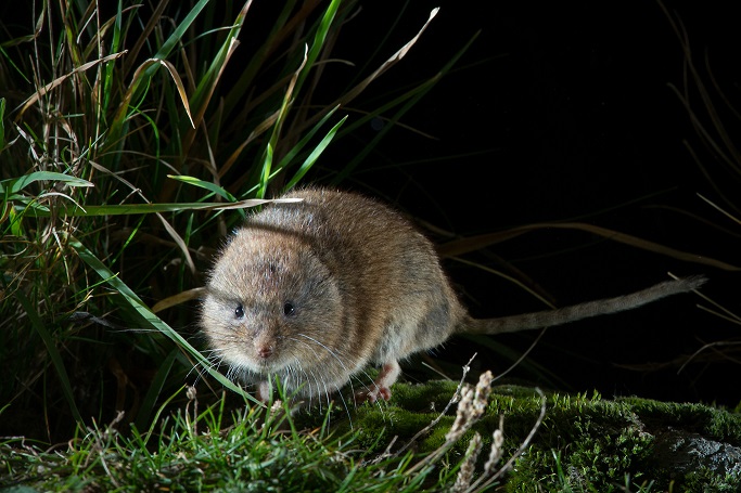 Rato-das-neves: nova espécie de mamífero descoberta em Portugal - BOM DIA  Alemanha