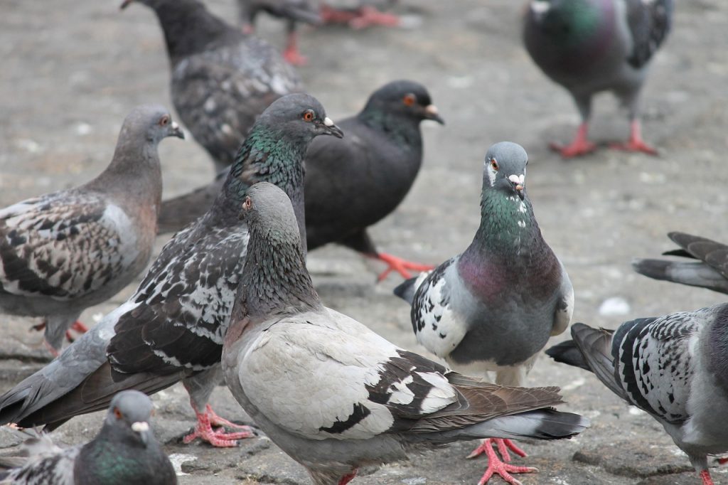 O Pombo de Natal leva correio para o Pai Natal. pombos postais em