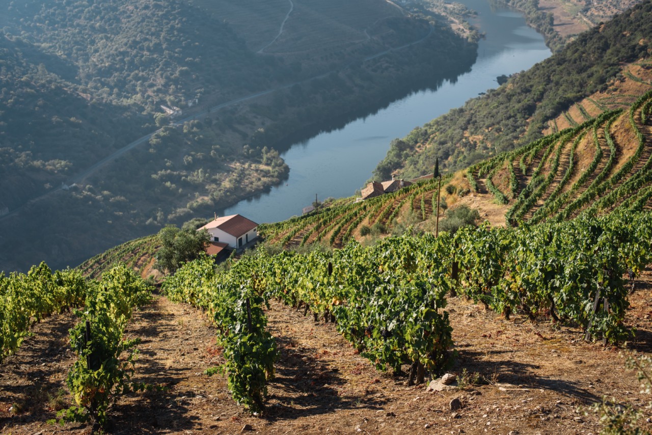 Douro erobert 2023 die Europäische Weinstadt