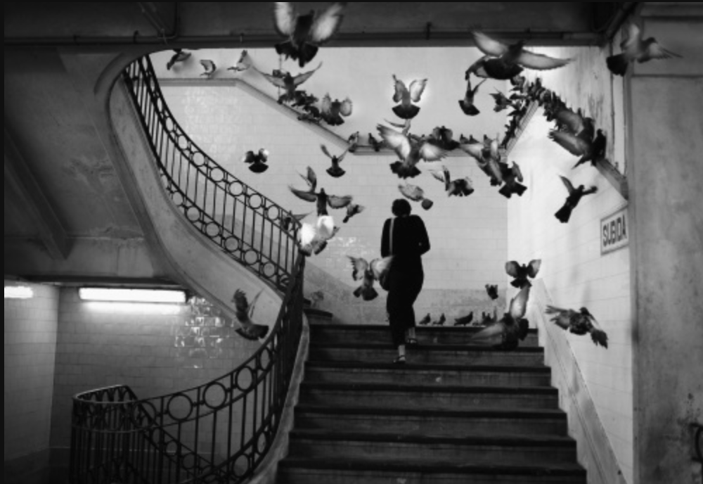 Rui Palha