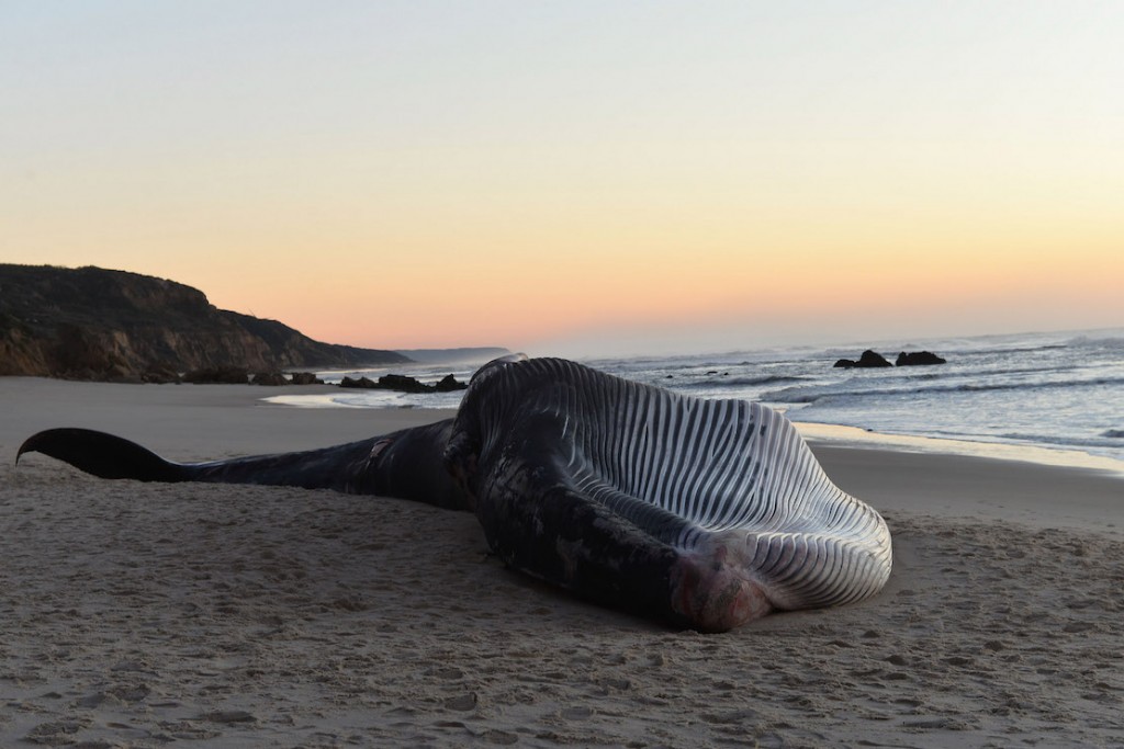 A carcaça de uma baleia com aproximadamente 18 metros deu à costa esta tarde na praia do Vale Furado, concelho de Alcobaça, 23 de novembro de 2015. CARLOS BARROSO/LUSA